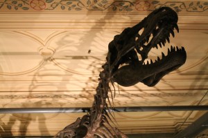 Natural History 091