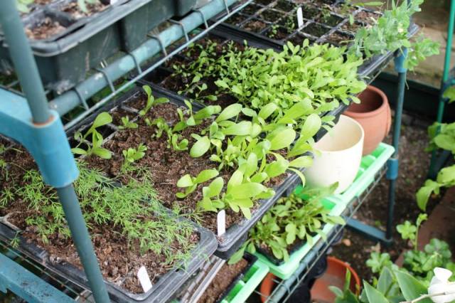 1003295_875309038520_243546127_n