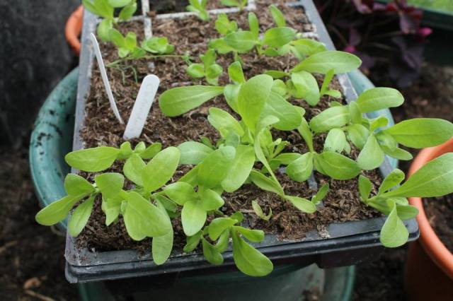 969956_875310989610_346063479_n