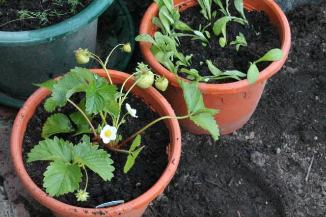 971262_875311129330_1226764554_n