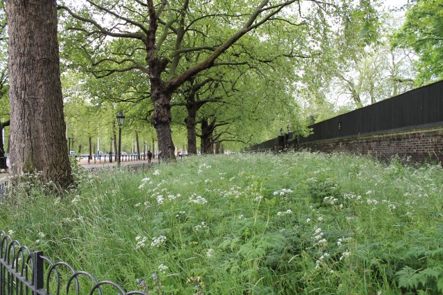 walk in the park 001