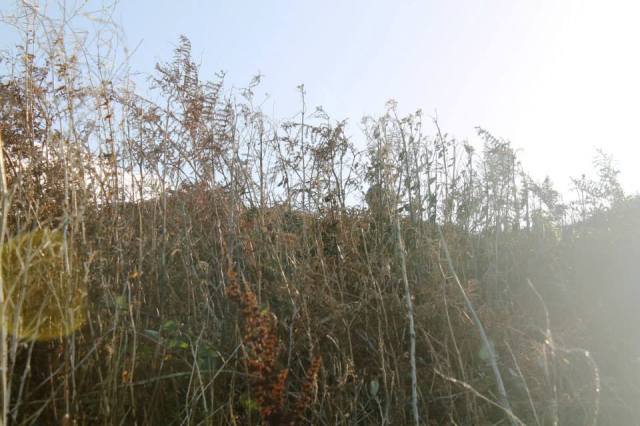 1383339_925305255700_314296285_n